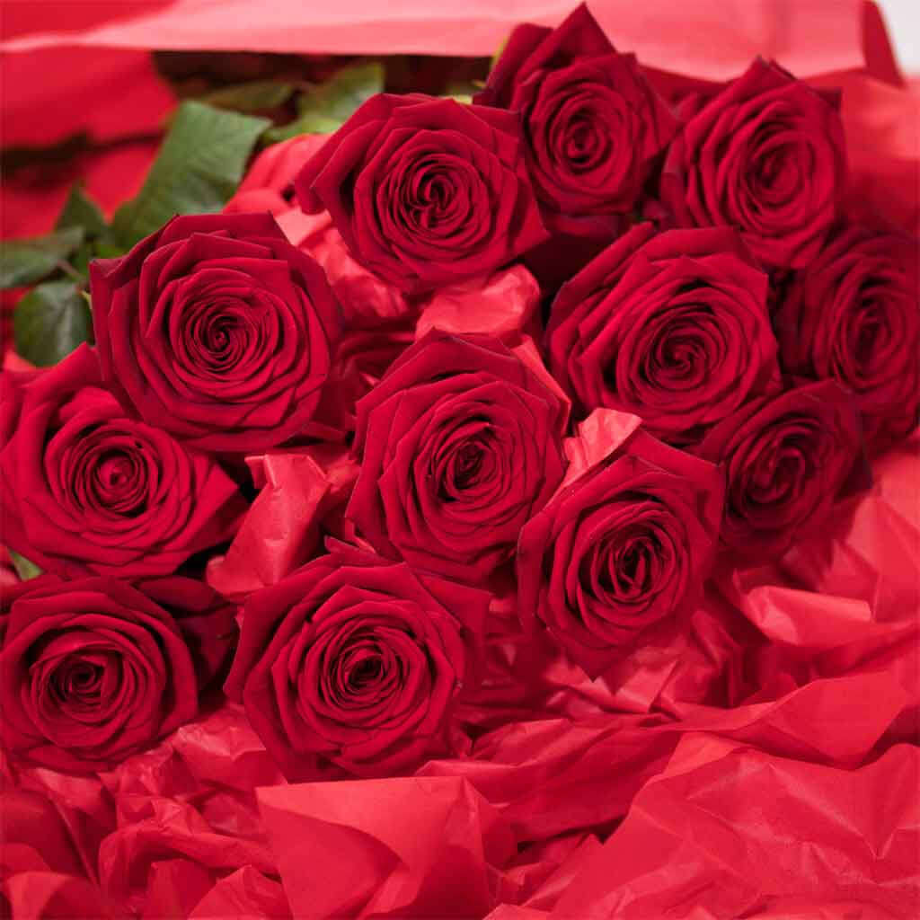 Long Stemmed Red Roses 1