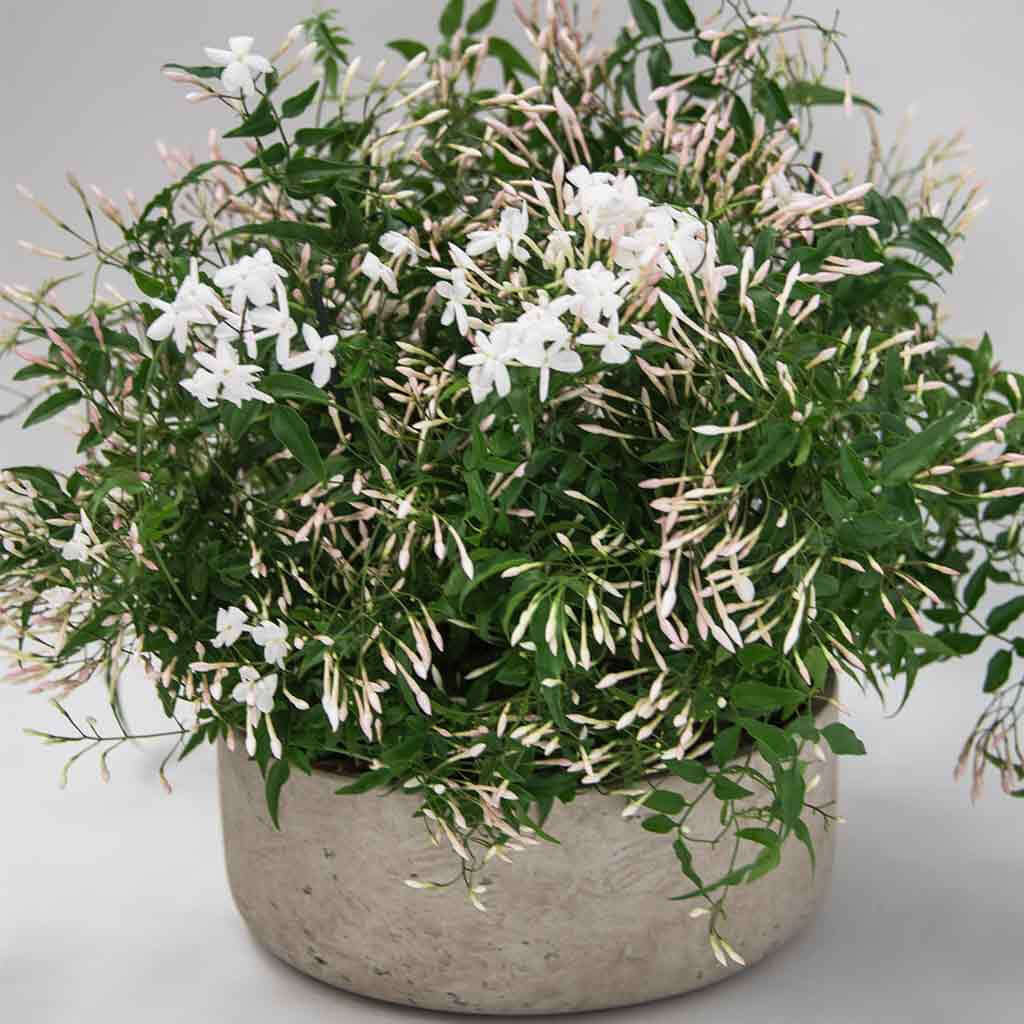 jasmine plant indoor uk Jasmine Planter London | Fragrant Luxury Plant Gift