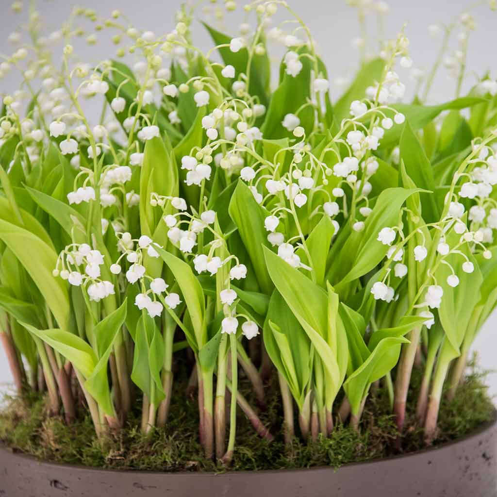 Lily of the Valley - Pulbrook and Gould Flowers London