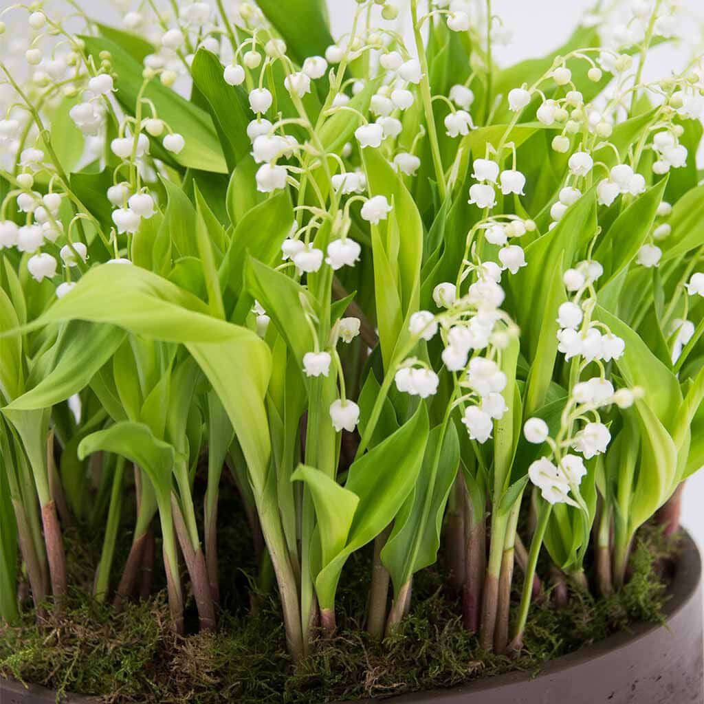 Lily of the Valley - Pulbrook and Gould Flowers London