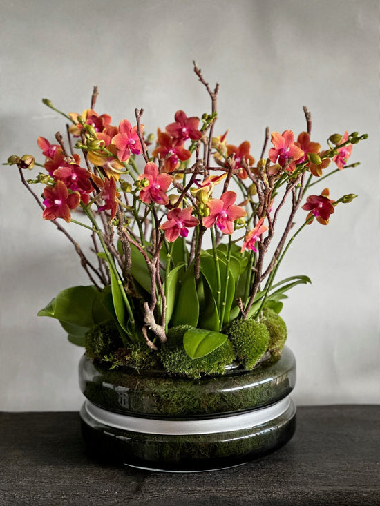 Miniature Orchids - Pulbrook & Gould Flowers London