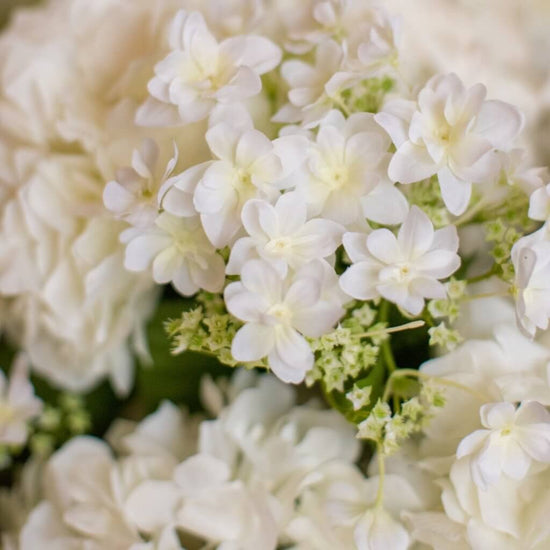 Mixed White Hydrangea Arrangement - Pulbrook and Gould Flowers London