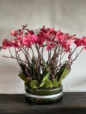Signature Orchids - Salmon - Pulbrook & Gould Flowers London