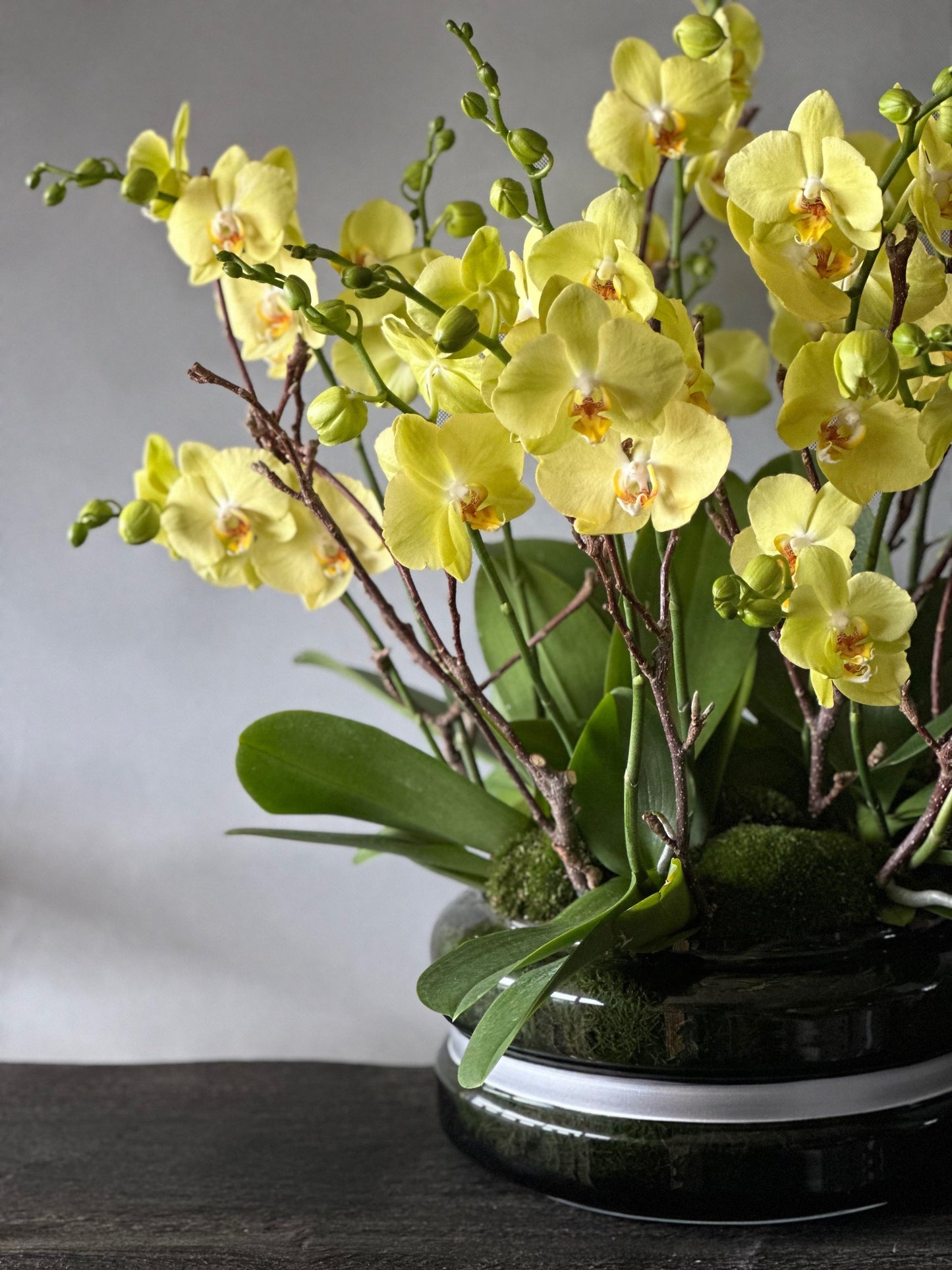 Signature Orchids - Yellow - Pulbrook & Gould Flowers London