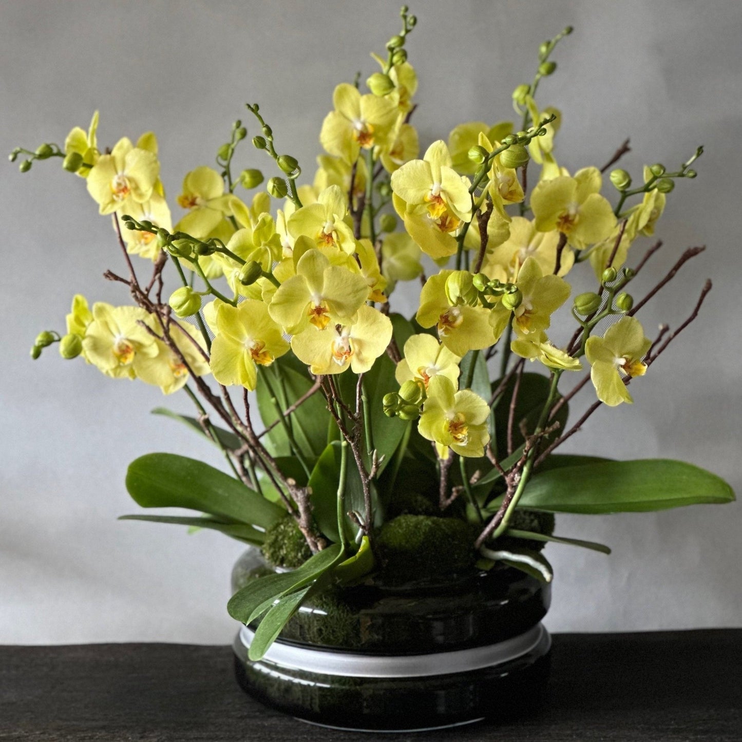 Signature Orchids - Yellow - Pulbrook & Gould