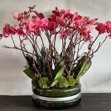 Pink orchids in a glass vase on a white background
