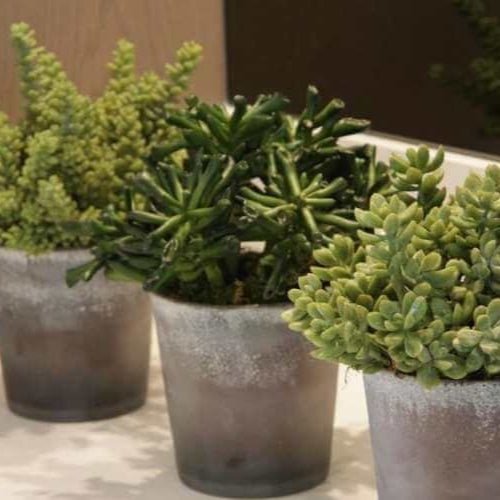 Three potted plants on a marble surface with a blurred background