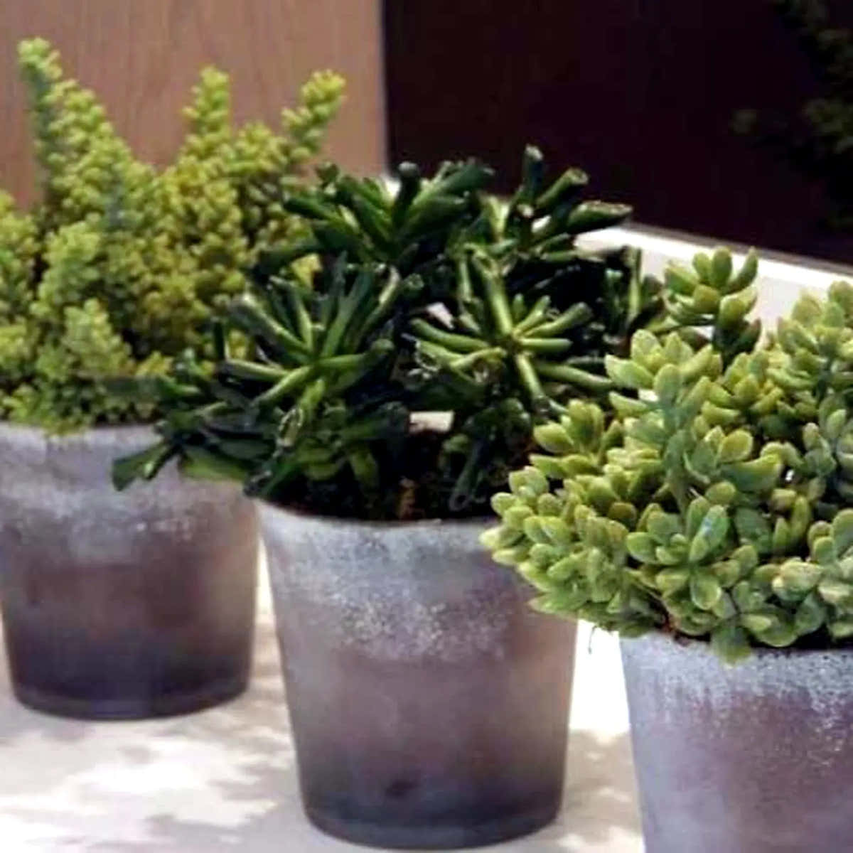 Curated houseplants from Pulbrook & Gould's London plant collection