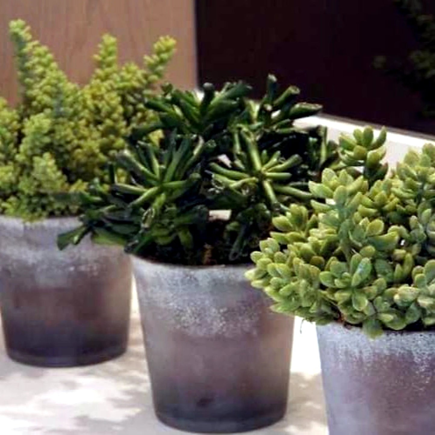 Curated houseplants from Pulbrook & Gould's London plant collection