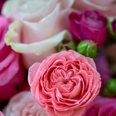 
                    
                      Chatsworth by Pulbrook and Gould hand tied bouquet in soft pink with rambling rose and spray rose
                    
                  