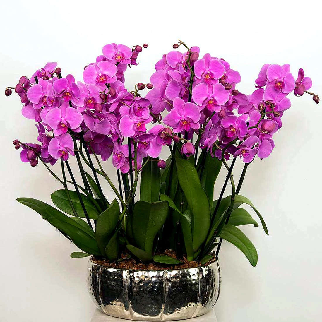 Elegance Pink Orchid by Pulbrook Gould potted Phalaenopsis orchid arrangement in pink with six double-stemmed stems