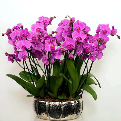 
                    
                      Elegance Pink Orchid by Pulbrook Gould potted Phalaenopsis orchid arrangement in pink with six double-stemmed stems
                    
                  