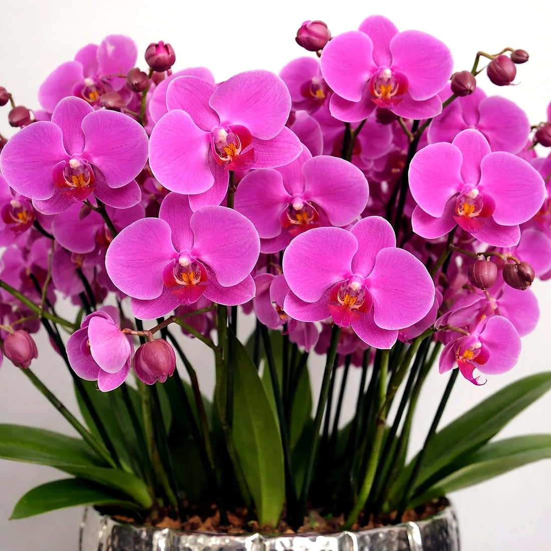 Elegance Pink Orchid by Pulbrook Gould potted Phalaenopsis orchid arrangement in vivid pink with clustered blooms