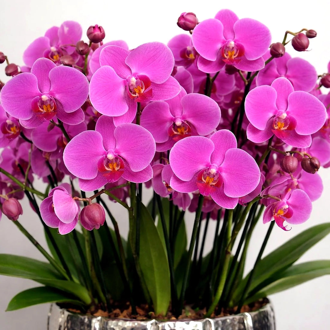 Elegance Pink Orchid by Pulbrook Gould potted Phalaenopsis orchid arrangement in vivid pink with clustered blooms