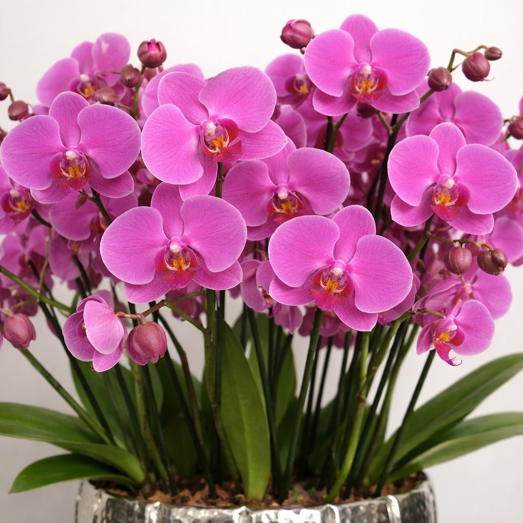 Close-up detail of vibrant pink orchids with softly curved petals in a refined arrangement.