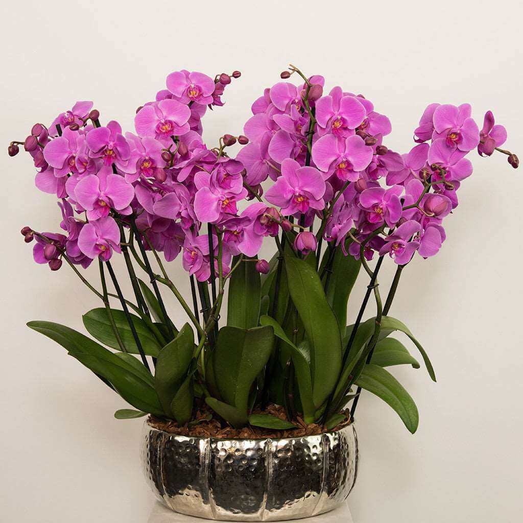 A arrangement of pink Phalaenopsis orchids in a silver - colored vessel.