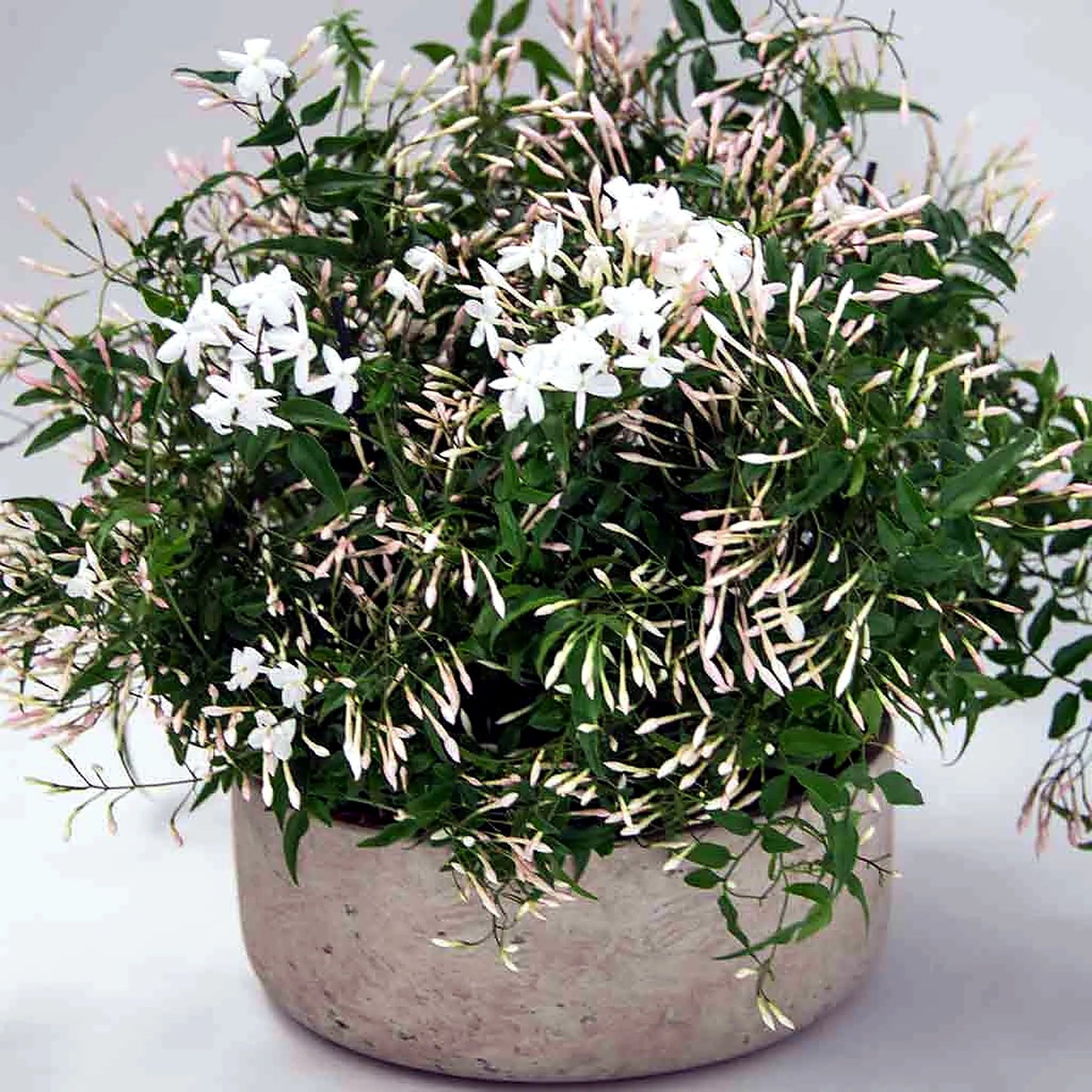 Jasmine Planter by Pulbrook Gould indoor jasmine planter in grey ceramic with scented white blooms