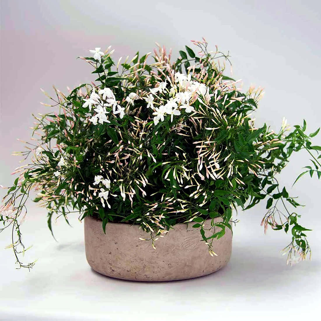 Jasmine Planter by Pulbrook Gould indoor jasmine planter in terracotta pot with fragrant white blooms
