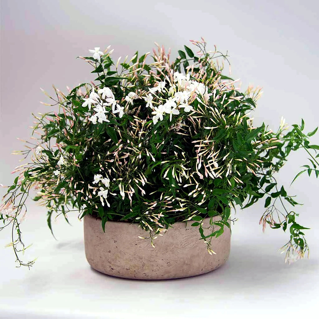 Jasmine Planter by Pulbrook Gould indoor jasmine planter in terracotta pot with fragrant white blooms