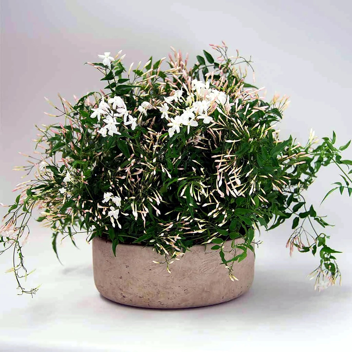 Jasmine Planter by Pulbrook Gould indoor jasmine planter in terracotta pot with fragrant white blooms