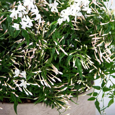 
                    
                      Jasmine Planter by Pulbrook and Gould indoor jasmine planter with white fragrant blossoms and green leaves
                    
                  