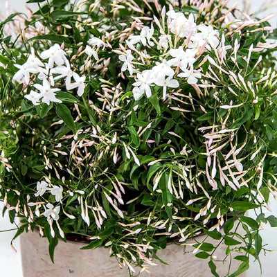
                    
                      Jasmine Planter by Pulbrook Gould indoor jasmine planter in green with scented white blossoms
                    
                  