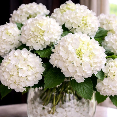
                    
                      Large Faux White Hydrangea Arrangement by Pulbrook Gould in glass vessel with selenite accents
                    
                  