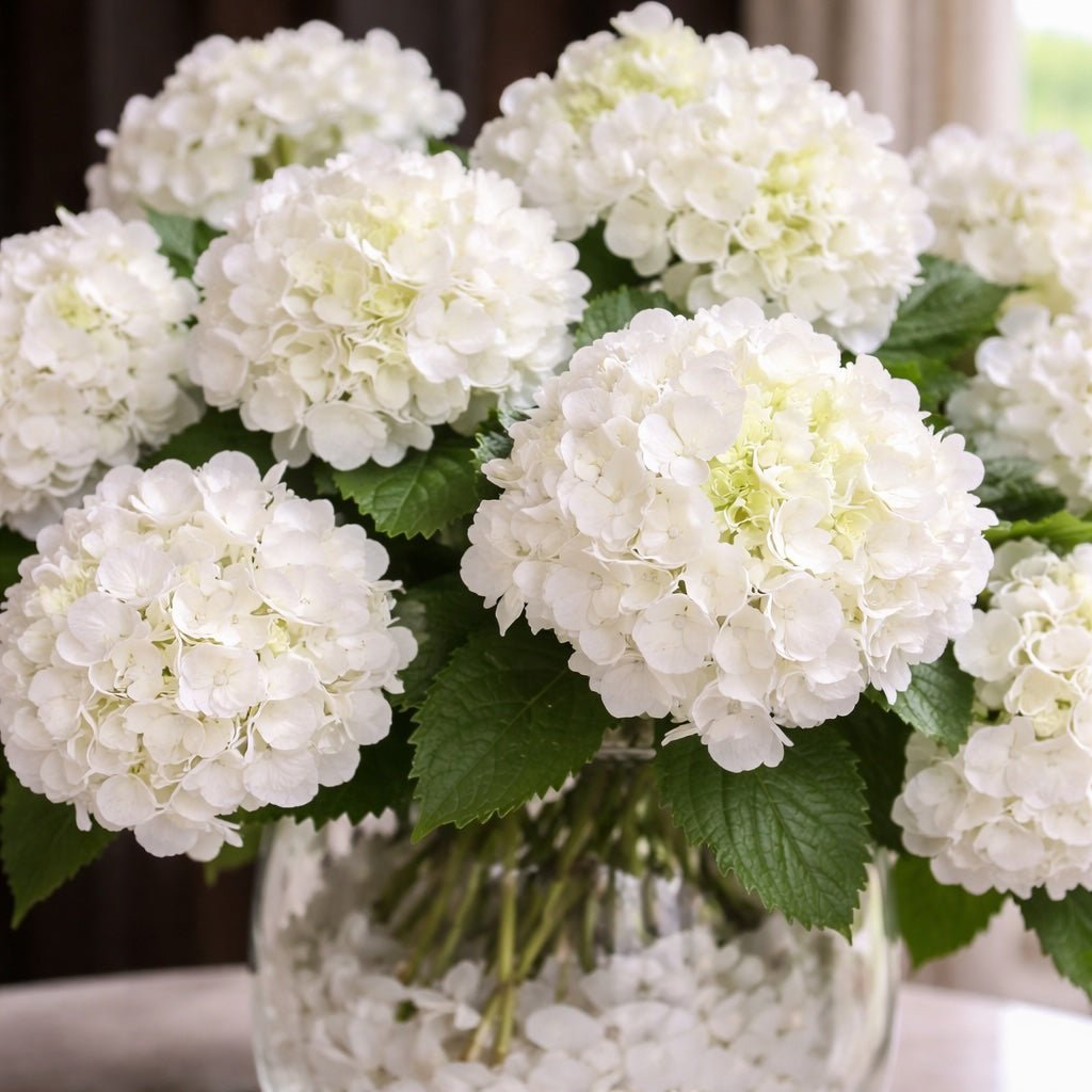 Close-up of white hydrangea blooms arranged in a clear glass vase with fresh green leaves