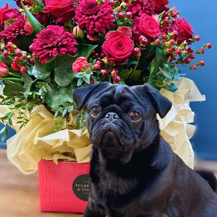 Black pug sitting in front of a bouquet of pink roses and carnations with green leaves and paper wrap
