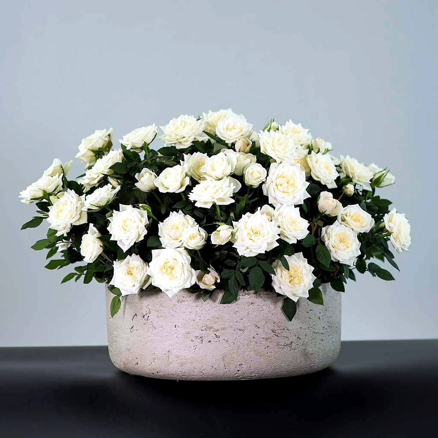 Miniature Manicured Rose Garden by Pulbrook Gould, cream miniature potted rose garden in a ceramic pot