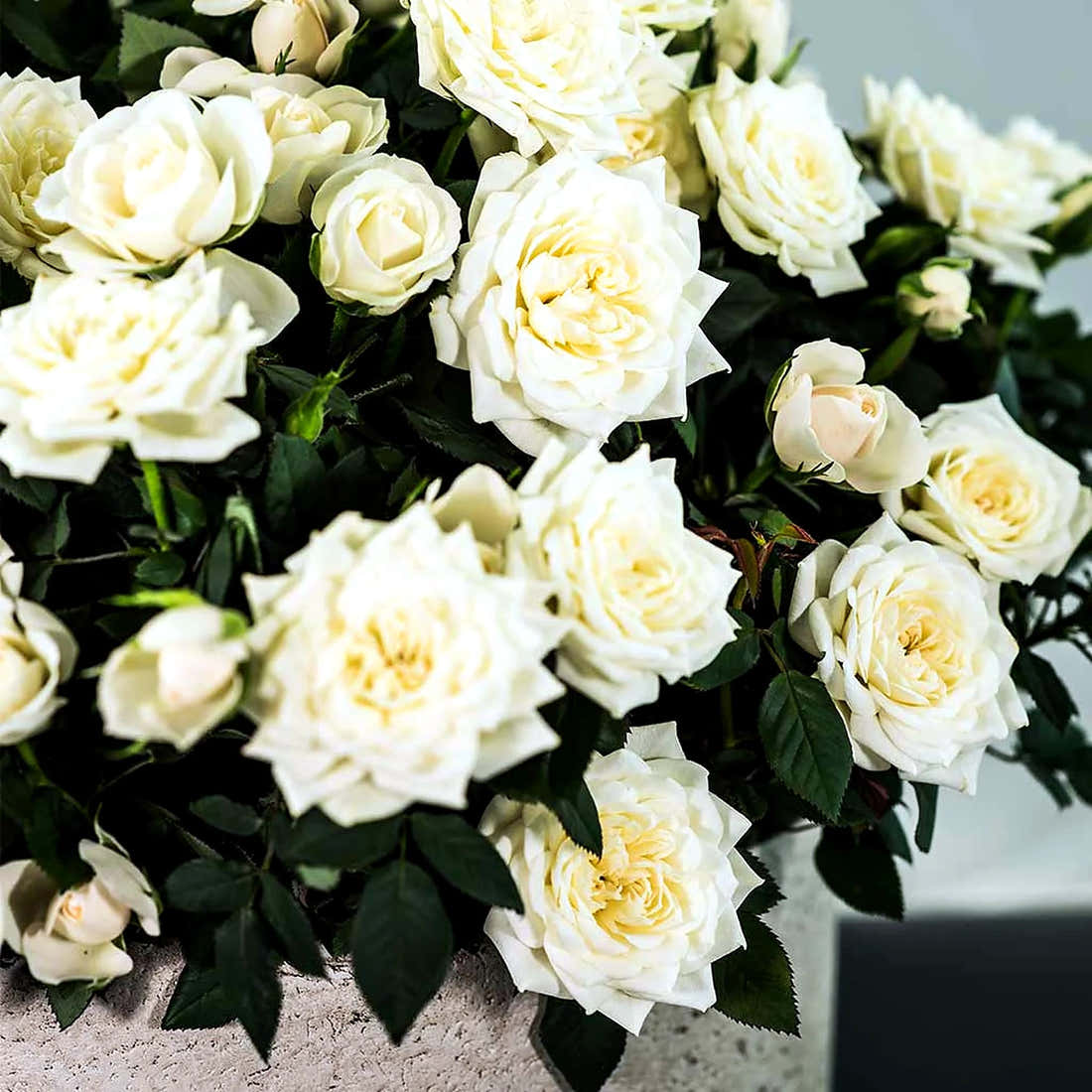 Miniature Manicured Rose Garden by Pulbrook Gould miniature potted rose garden in ceramic pot, cream roses