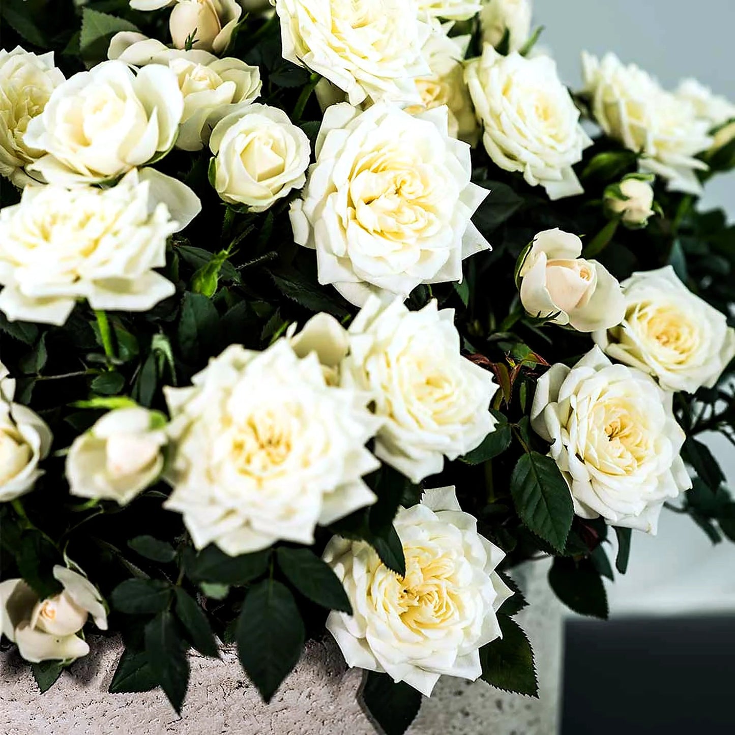 Miniature Manicured Rose Garden by Pulbrook Gould miniature potted rose garden in ceramic pot, cream roses