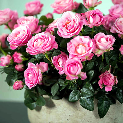 
                    
                      Miniature Manicured Rose Garden by Pulbrook Gould, pink miniature potted rose garden in ceramic pot
                    
                  