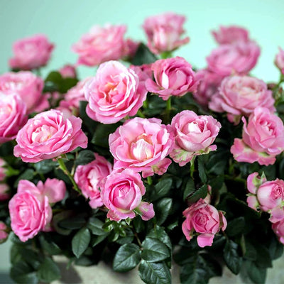 
                    
                      Miniature Manicured Rose Garden by Pulbrook Gould miniature potted rose garden in Pink with fragrant full bloom
                    
                  