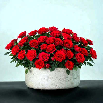 
                    
                      Miniature Manicured Rose Garden by Pulbrook Gould, miniature potted rose garden in red with ceramic pot
                    
                  