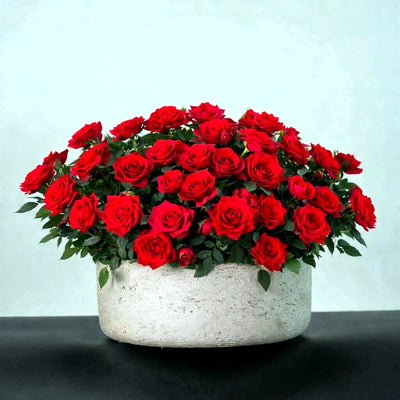 
                    
                      Miniature Manicured Rose Garden by Pulbrook Gould, miniature potted rose garden in red with ceramic pot
                    
                  