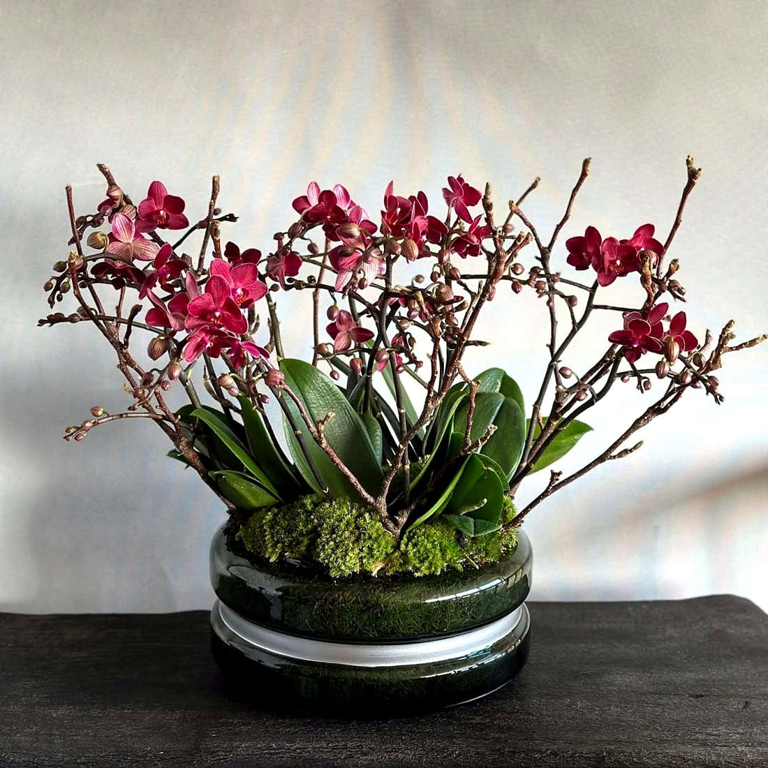 Miniature Orchids Pulbrook and Gould indoor Phalaenopsis miniature orchid plant cerise with ceramic vessel presentation