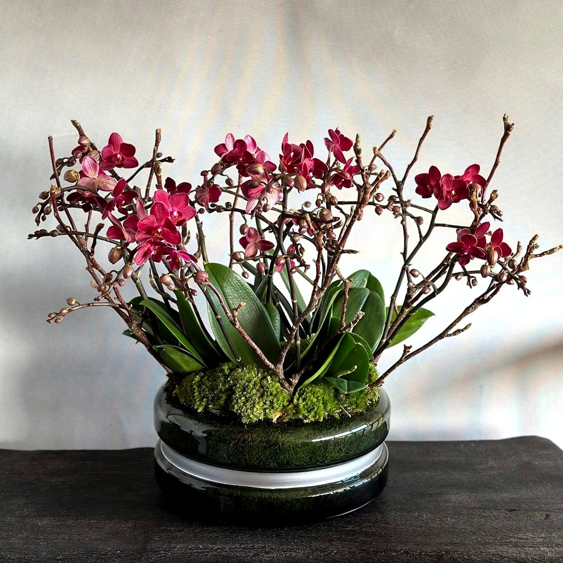 Miniature Orchids Pulbrook and Gould indoor Phalaenopsis miniature orchid plant cerise with ceramic vessel presentation