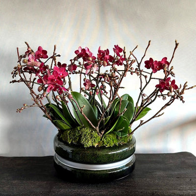 
                    
                      Miniature Orchids Pulbrook and Gould indoor Phalaenopsis miniature orchid plant cerise with ceramic vessel presentation
                    
                  