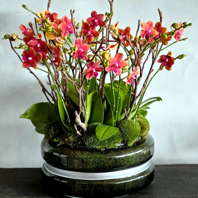 
                    
                      Miniature Orchids by Pulbrook Gould indoor Phalaenopsis orchid plant in cerise with a ceramic vessel presentation
                    
                  