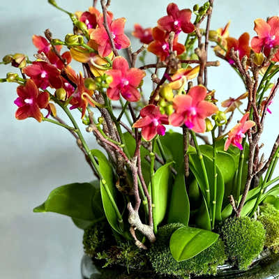 
                    
                      Miniature Orchids by Pulbrook and Gould indoor Phalaenopsis orchid plant in cerise with a refined vessel
                    
                  