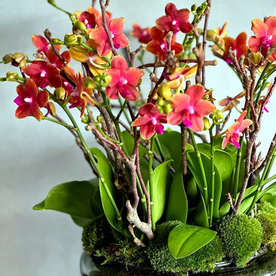 
                    
                      Miniature Orchids by Pulbrook and Gould indoor Phalaenopsis orchid plant in cerise with a refined vessel
                    
                  