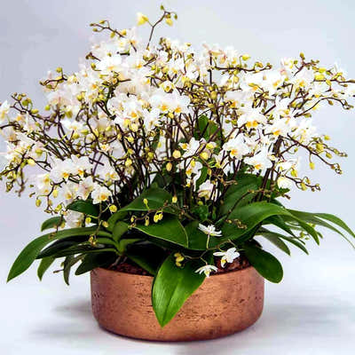 
                    
                      Miniature Orchids by Pulbrook Gould indoor Phalaenopsis orchid plant in white with ceramic vessel presentation
                    
                  