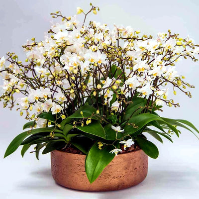 
                    
                      Miniature Orchids by Pulbrook Gould indoor Phalaenopsis orchid plant in white with ceramic vessel presentation
                    
                  