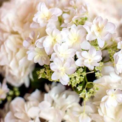 
                    
                      Mixed White Hydrangea Arrangement by Pulbrook Gould faux flower arrangement in ceramic pot with silk hydrangeas
                    
                  