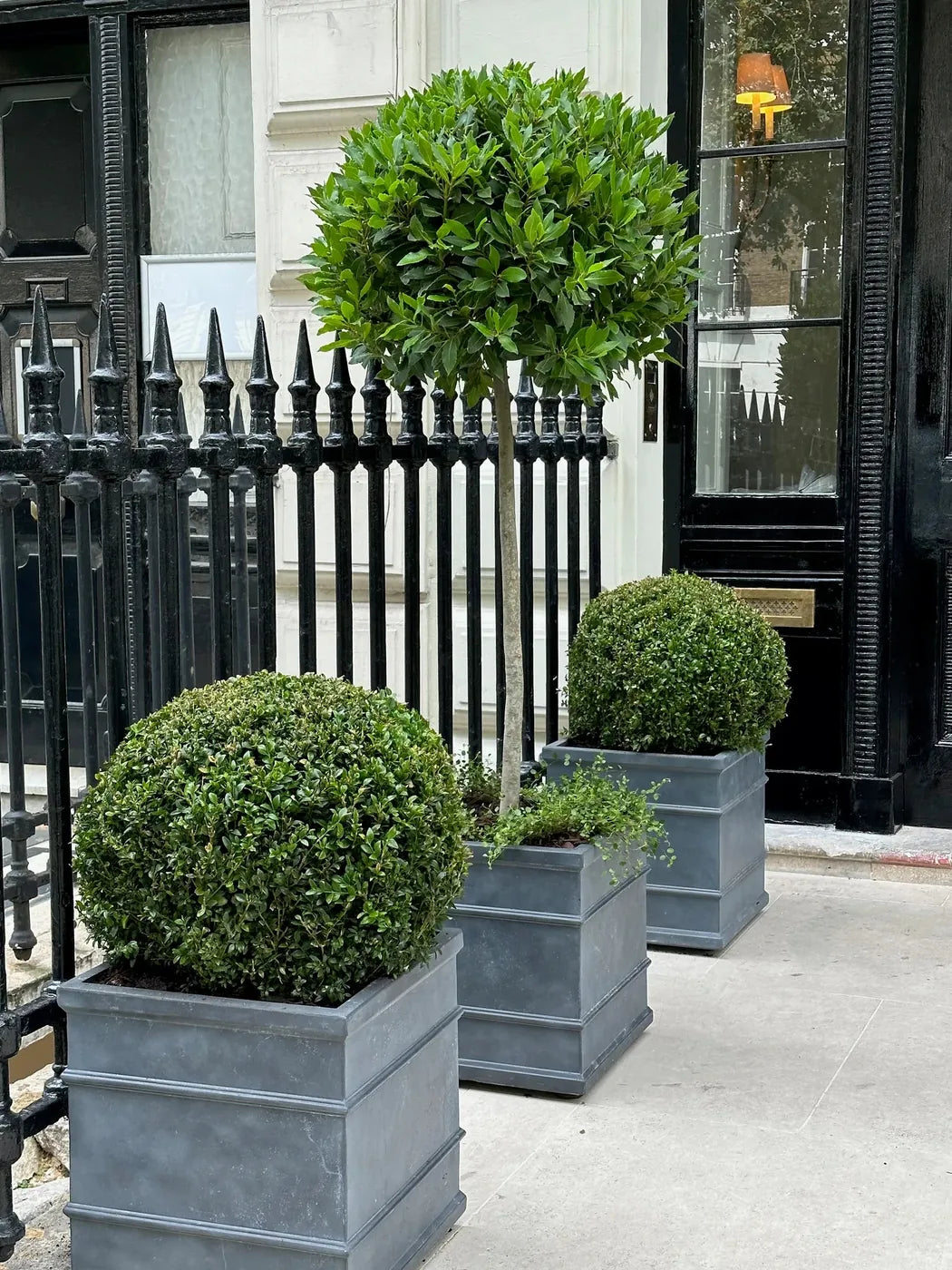 Trees and greenery styling a London townhouse doorstep, by Pulbrook & Gould
