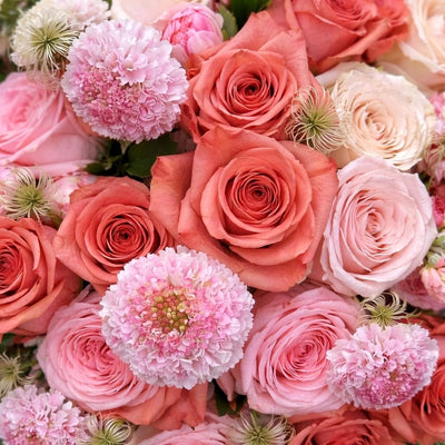 
                    
                      Pastel Perfection Pulbrook and Gould hand-tied bouquet in soft pink with roses and scabiosa flower mix
                    
                  