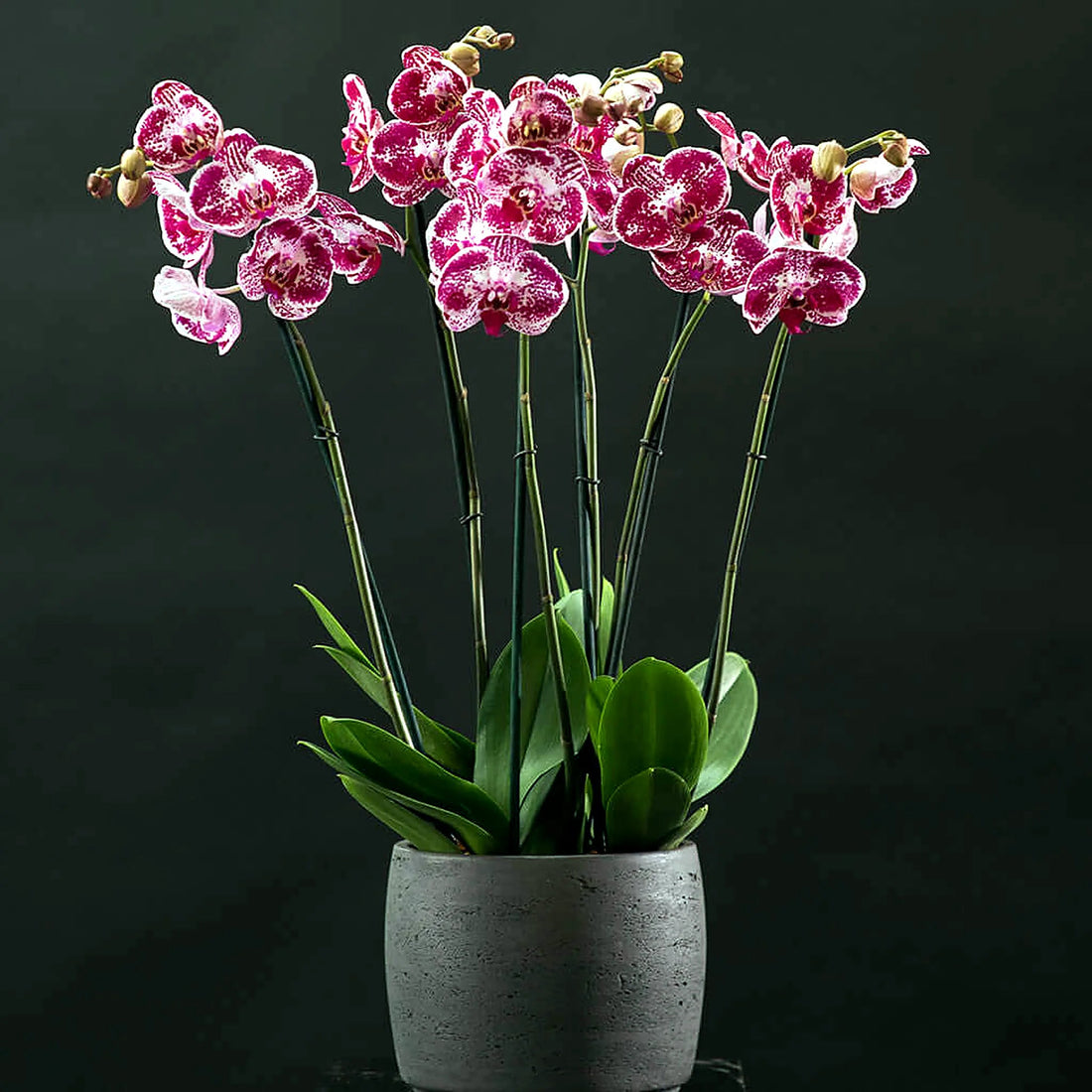 Signature Orchids- Cerise by Pulbrook Gould potted Phalaenopsis orchid arrangement in cerise and white