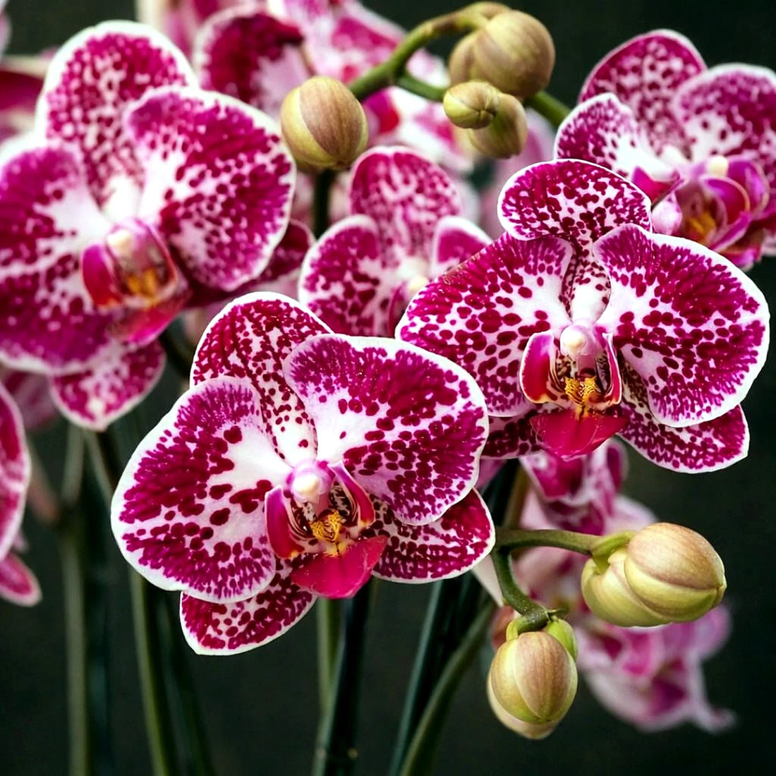 Signature Orchids Cerise by Pulbrook and Gould potted Phalaenopsis orchid arrangement with cerise spotted petals