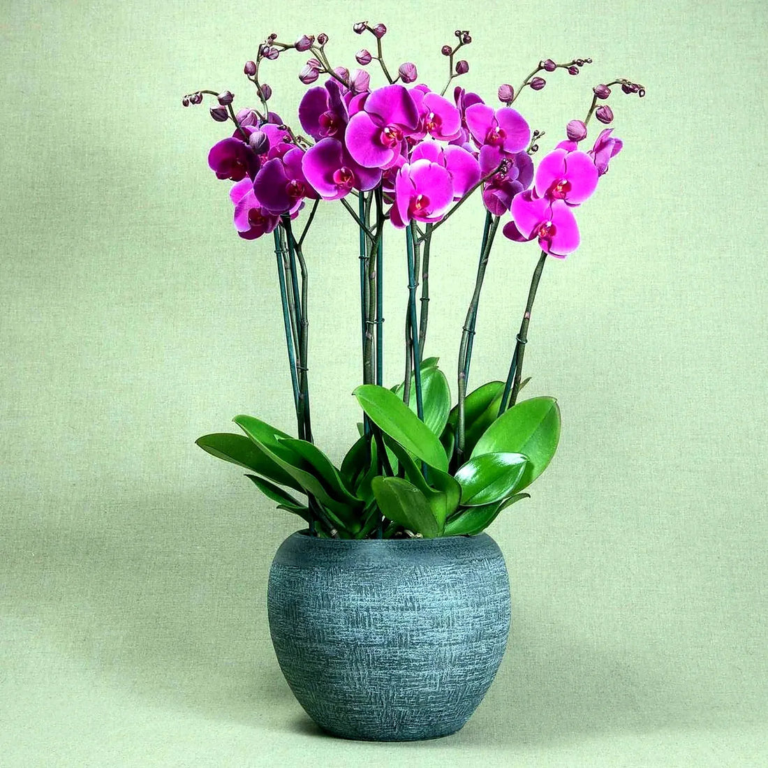 Signature Orchids Fuchsia by Pulbrook and Gould potted Phalaenopsis orchid plant arrangement in teal planter